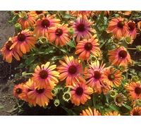Graines d'Echinacea purpurea - MARCELLA - Échinacée Perenne - 15 Semi