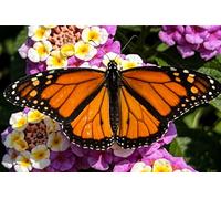Gran Bandiera Monarch Butterfly On Lantana Flower Bright Sunny Day Spring