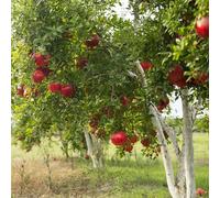 granato resistente - semi resistenti per balcone. - decorazione rara di granata di balconi resistenti per il giardino balcone giardino 30pcs