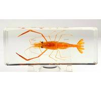 Grande 4.3 " Vero Fiume Shrimp IN Trasparente Resina Conservato Macrobrachium