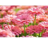 Grande Bandiera Gerbera Daisy Flowers Spring Summer Pink Green Flower