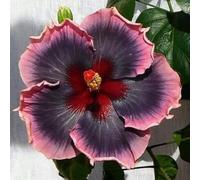 Grande Ibisco da Giardino - Apparato Radicale Robusto e Sviluppato - Varietà a Petali Doppi e Multistrato - Ideale sia per la Messa a Dimora in Terra che in Vaso-2 root-B