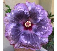 Grande Ibisco da Giardino - Apparato Radicale Robusto e Sviluppato - Varietà a Petali Doppi e Multistrato - Ideale sia per la Messa a Dimora in Terra che in Vaso-2 root-C