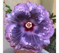 Grande Ibisco da Giardino - Apparato Radicale Robusto e Sviluppato - Varietà a Petali Doppi e Multistrato - Ideale sia per la Messa a Dimora in Terra che in Vaso-5 root-C