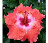 Grande Ibisco da Giardino - Apparato Radicale Robusto e Sviluppato - Varietà a Petali Doppi e Multistrato - Ideale sia per la Messa a Dimora in Terra che in Vaso-2 root-G