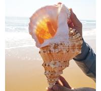 Grandi Conchiglie di Mare Naturali, Conchiglie di Conchiglie enormi 10-23 CM