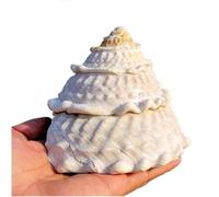 Grandi Conchiglie Marine, Conchiglia Naturale, Conchiglie di Mare Naturali Rare da 9-12 cm, Ideali for acquari, Matrimoni, Feste a Tema Spiaggia(11 to 12cm)