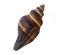 Grandi conchiglie marine, Conchiglia naturale, For la decorazione Conchiglia naturale 12-15 cm for decorazioni nuziali, feste a tema spiaggia, decorazioni for la casa, artigianato fai da te(12~13cm)