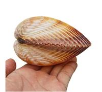 Grandi conchiglie naturali for la decorazione della casa, conchiglie rare(7~8cm)