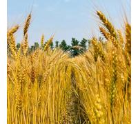 grano balcone serra bonsái giardino interno medicinali Letti elevati per il giardino semi 50pcs