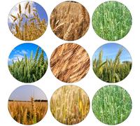 grano balcone serra riverdimento tetti pascolo grano semi giardino interno Letti elevati per il giardino 150pcs