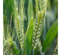 grano da balcone resistente verde selvaggio medicinale Letti elevati per il giardino semi di varietà 800pcs