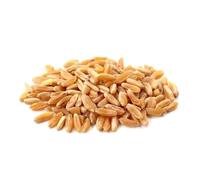 Grano khorasan KAMUT® in chicchi 1Kg BIO
