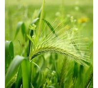 grano pascolo di grano di balcone semi resistenti balcone serra semi varietà tradizionali Letti elevati per il giardino riverdimento 800pcs
