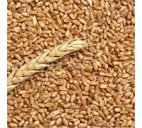 Grano tenero frumento Mangime Polli Galline Oche Anatre sacco da 25 kg GIARDINI