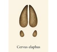 Graph Paper Notebook 5x5 mm - Cervus elaphus - 100 Pages - 8.5 x 11 Inches: Scientific-style notebook featuring a realistic deer footprint and Latin ... name - perfect for students and nature lovers