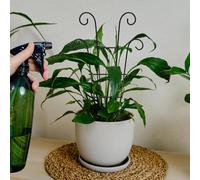 Graticcio Per Piante Da Interno - 4 Pezzi Piccoli Tralicci in Metallo per Coltivazione Verticale | 35 Cm Tutori Per Pothos,Per Monstera Fiori Vite Clematide Casa Ufficio Balcone Portico Patio Vasi