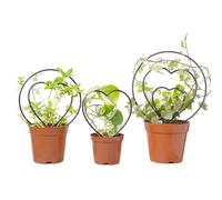 Graticcio per Piante in Vaso - Supporto Decorativo Metallico per Viti,Traliccio da Giardino - Per Principianti del Giardinaggio Domestico, Ideale per Interni, Casa, Matrimonio, Ortaggi e Fiori