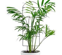 Graticcio Per Piante Rampicanti Da Interno | Supporto Universale Regolabile E Antiruggine - Tutore da Giardino per Piante Rampicanti,per Clematide Pothos Monstera e Fiorite