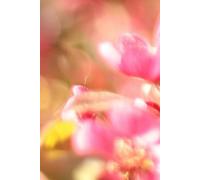 Gratitude Journal, Notes of Thankfulness