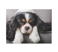 GRatka Stampe artistiche da parete, stampe artistiche da parete su tela 30x40 cm, quadri decorativi, quadri artistici da parete,Cane Cavalier King Charles Spaniel