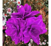 Grazia Amaryllis,Garden,Molto grande,resistente all'inverno,Decorazione Eccellente,facile da curare,bellissima.-5PCS-O