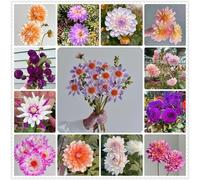 Grazia,Decorativi,molto grande,resistente all'inverno,decorazione eccellente,facile da curare,bellissima,Rare,dalia.-2tuberi-D