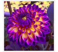 Grazia,Decorativi,molto grande,resistente all'inverno,decorazione eccellente,facile da curare,bellissima,Rare,dalia.-10tuberi-A