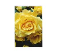 Graziosa rosa gialla fiore benvenuto giardino bandiera 2x3 Ft No Fade Double Sided Casa Yard Bandiere Outdoor Banner Decor per cortile Portico Prato