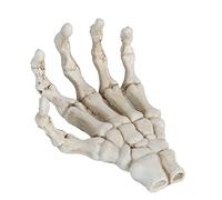 Grcfumo 1 PC Halloween Scheletro Mani, Modella di Scheletro di Mani in plastica, ribellione ad Alta durezza Ornamenti ossei a Mano Leggera per insegnare la Staffa degli Strumenti