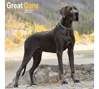 Great Dane 2027 Calendar | Square Wall Calendar | Dog Breed Gift | Plastic Free Packaging | by Avonside Publishing