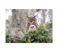 Puzzle COBBLE HILL Gufo virginiamo 1000 pezzi