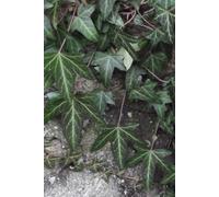 GREEN IVY Undated Weekly Planner Calendar for Nature and Plants Lovers, Work, Life & Goal Setting Journal Notebook for Men & Women