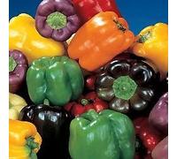 Green Leaf Organic Arcobaleno Peperone 50 Semi 300mg Seeds ONLY