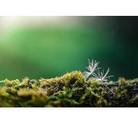 Green Musk - Gioco di puzzle per adulti da 8000 pezzi - Adatto al rilassamento, alla meditazione e al gioco educativo 14 anni+