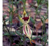 Green Spider Orchid 50 ml Preparazione pronta all’uso