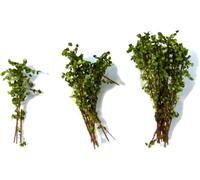 Green Stuff World Tall Shrubbery - Light Green