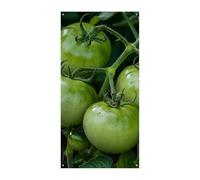 Green Tomatoes Immagine Porta Banner 90x180cm Festone Festone Stagionale Cartello di Benvenuto Decorazione Verticale Porta Appeso Per Portico Ingresso Giardino Decor