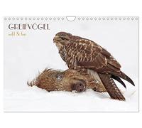GREIFVÖGEL wild & frei (Wandkalender 2026 DIN A4 quer), CALVENDO Monatskalender: Greifvögel in faszinierenden Bildern