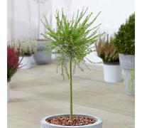 Grevillea juniperina Albero da patio Piante sempreverdi Piante da esterno tutto l'anno