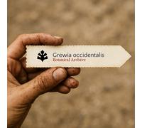 Grewia occidentalis SEEDS - - SEMI Fiore a stella lavanda | Crossberry