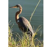 Grey Heron Gratitude Journal: large hardcover 100 lined page notebook with photo of grey heron wildlife near lake