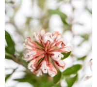 Grey Spider Flower 50 ml Preparazione pronta all’uso