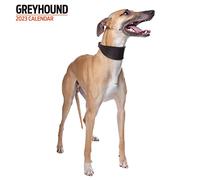 Greyhound - Calendario moderno 2023