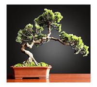 GRFIT Piante finte Piante finte di Albero di Bonsai Artificiale for Arredamento della Stanza dello scaffale di Libri, Alto 23,6" Piante Artificiali da Interno
