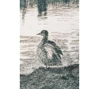 Grid Diary for planning, drawing and sketching ideas: No Text on Cover, Ideal for Writing, Planning, and Creativity