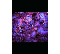 Grimório do Mago e da Bruxa