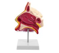 GRIRIW Modello Anatomico di Naso in Plastica e Metallo con Sensazione Realistica per Studenti in Terapia del Linguaggio e Lezioni di Anatomia