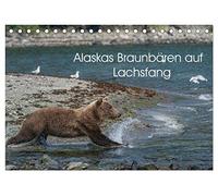 Grizzlybären im Katmai Nationalpark Alaska (Tischkalender 2026 DIN A5 quer), CALVENDO Monatskalender: Die Lachsflu¿sse an der Kukak Bay-Küste im ... den ganzen Sommer u¿ber zu beobachten sind.