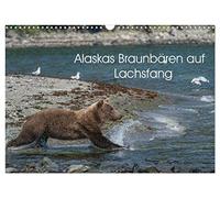 Grizzlybären im Katmai Nationalpark Alaska (Wandkalender 2026 DIN A3 quer), CALVENDO Monatskalender: Die Lachsflu¿sse an der Kukak Bay-Küste im Katmai ... den ganzen Sommer u¿ber zu beobachten sind.